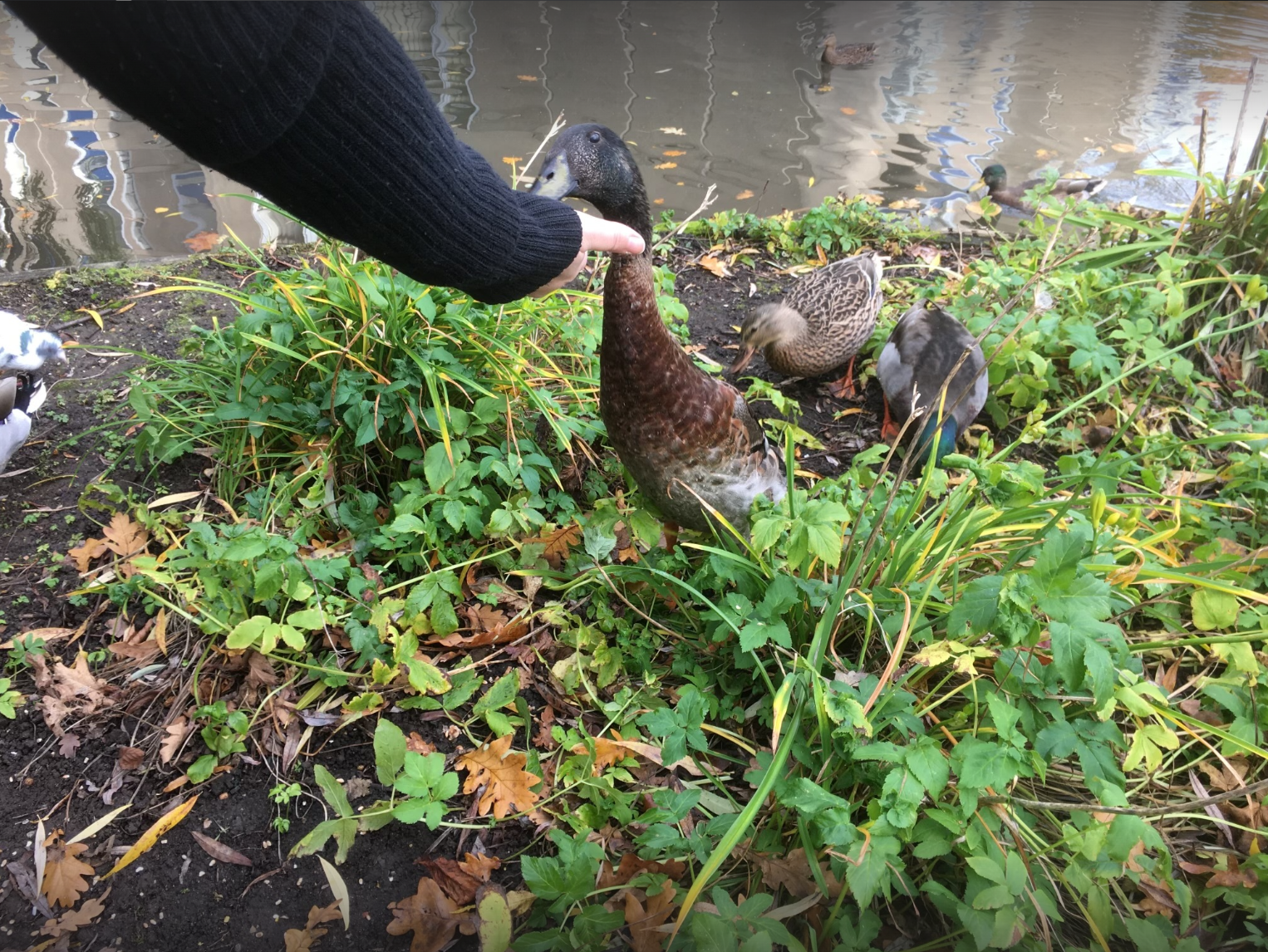 Hand holding food for Long Boi on grass with lake behind.