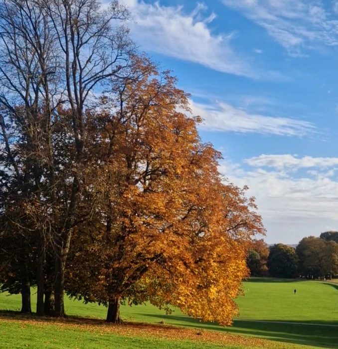 An autumn tree in the middle of a park.