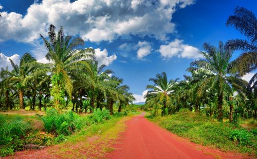 Palm oil plantation in Cambodia