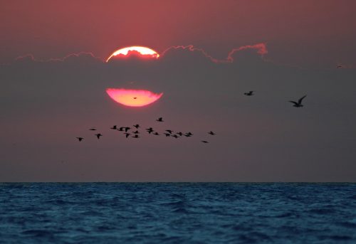 Sunrise above sea with birds flying across it.
